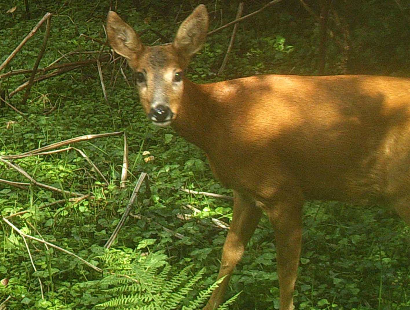 Biche