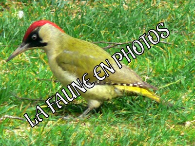 Faune en photos