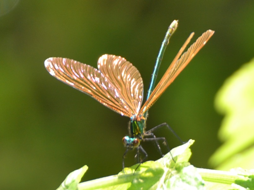 Libellule