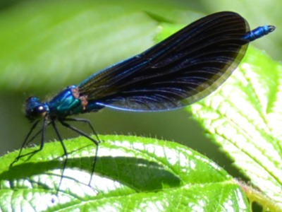 Libellule