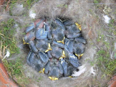 Mésanges bleues