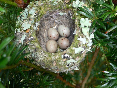 Oeufs de pinson