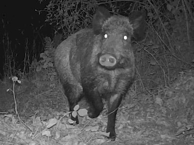 Sanglier