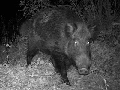 Sanglier