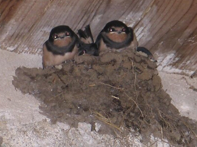 Hirondelles au nid