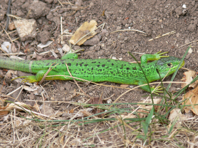 Lézard vert
