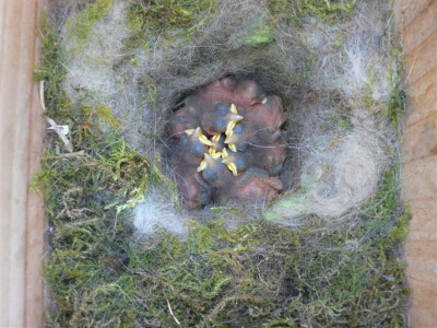 Mésanges Charbonnières au nid