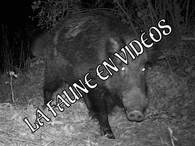 Faune en vidéos