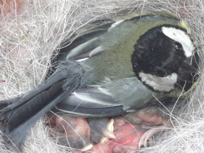 Mésange Charbonnière au nid