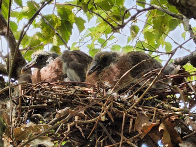 Pigeonneaux Ramier au nid