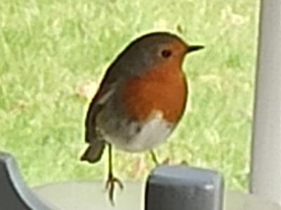 Rouge-Gorge