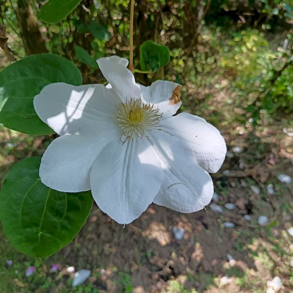 PhotoJardinJNH_15 PhotoJardinJNH_15