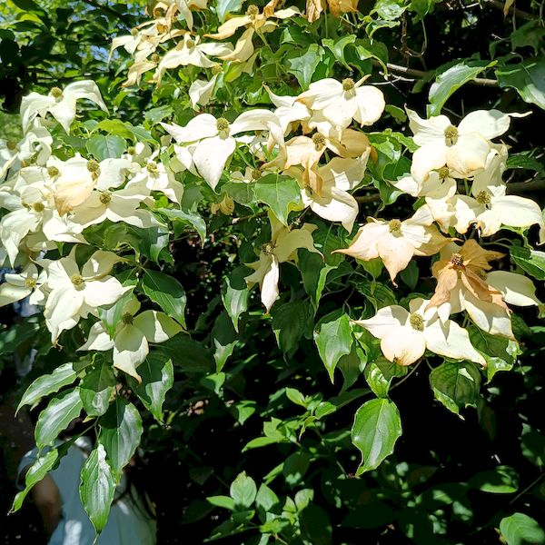 PhotoJardinJNH_19 PhotoJardinJNH_19
